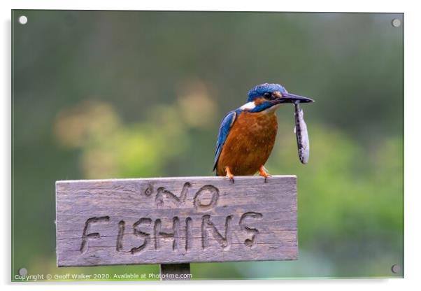 Kingfisher Acrylic by Geoff Walker