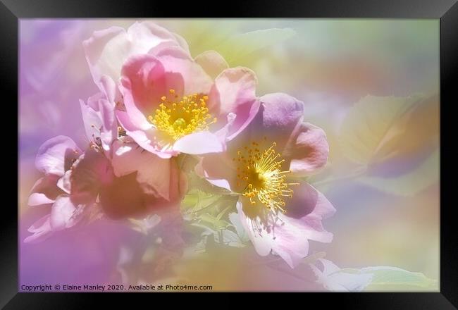 Wild Pink Roses  Framed Print by Elaine Manley