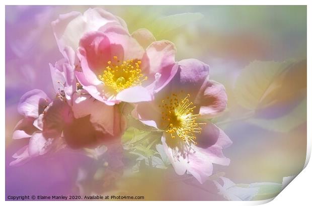 Wild Pink Roses  Print by Elaine Manley