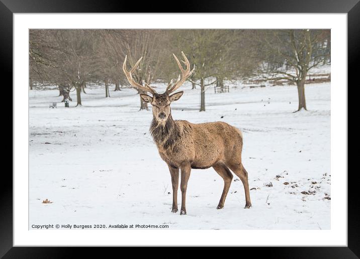 Wintertime Drama: Red Stag Encounter Framed Mounted Print by Holly Burgess