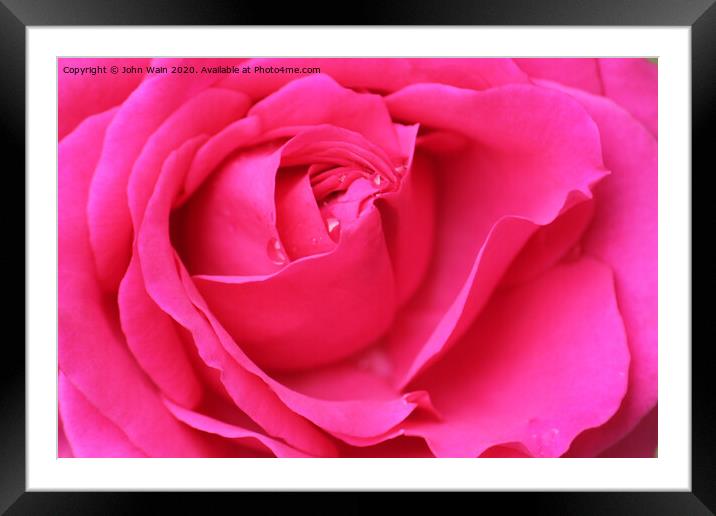 Pink Hybrid Tea Rose Framed Mounted Print by John Wain