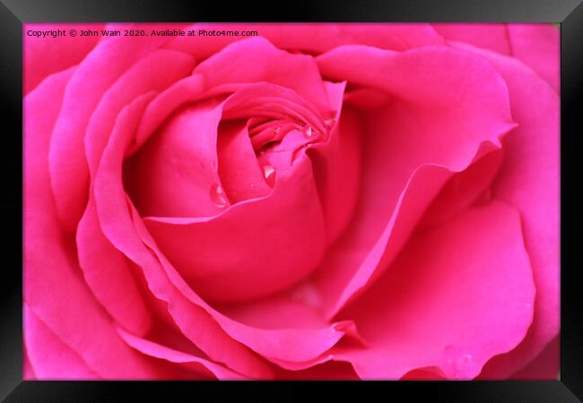Pink Hybrid Tea Rose Framed Print by John Wain