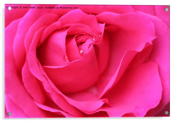 Pink Hybrid Tea Rose Acrylic by John Wain