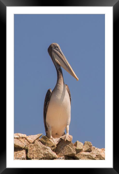 Ballestas Islands, Peruvian Pelican  Framed Mounted Print by Holly Burgess