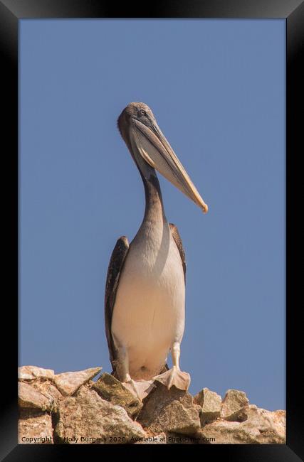 Ballestas Islands, Peruvian Pelican  Framed Print by Holly Burgess