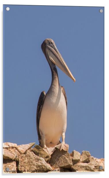 Ballestas Islands, Peruvian Pelican  Acrylic by Holly Burgess
