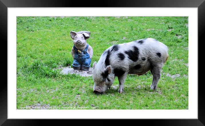 Two Pigs Framed Mounted Print by Elaine Manley