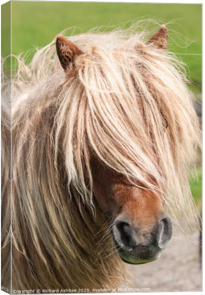 A close up of a brown Shetland Pony standing in a  Canvas Print by Richard Ashbee