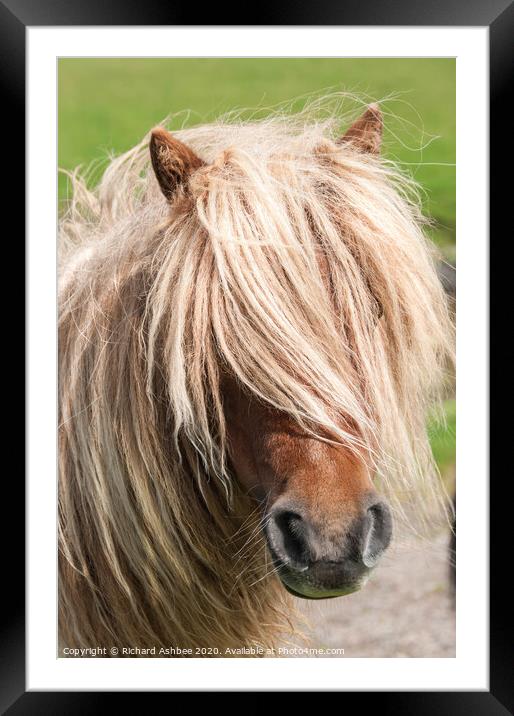 A close up of a brown Shetland Pony standing in a  Framed Mounted Print by Richard Ashbee