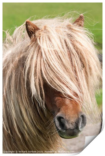 A close up of a brown Shetland Pony standing in a  Print by Richard Ashbee