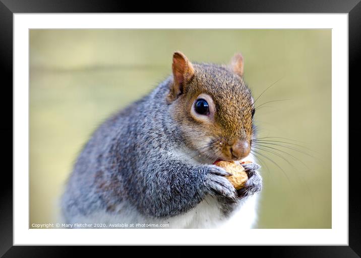 Squirrel Nutkin Framed Mounted Print by Mary Fletcher