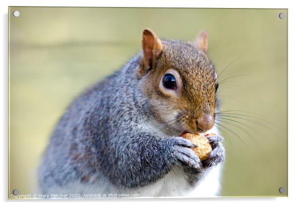 Squirrel Nutkin Acrylic by Mary Fletcher