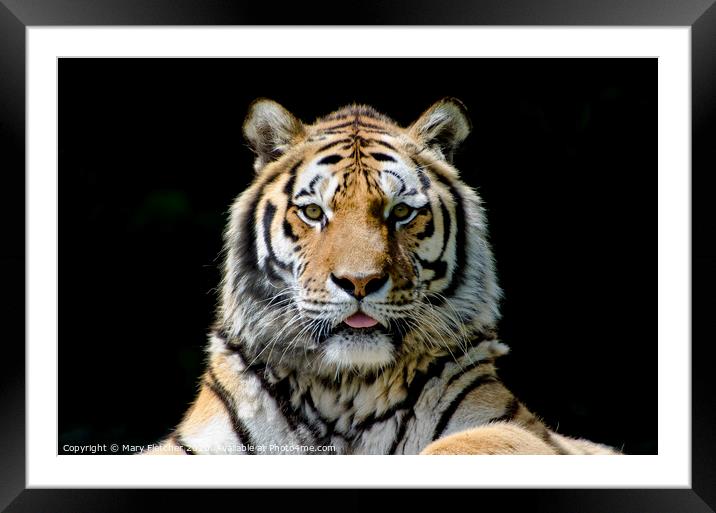 Proud Tiger Framed Mounted Print by Mary Fletcher