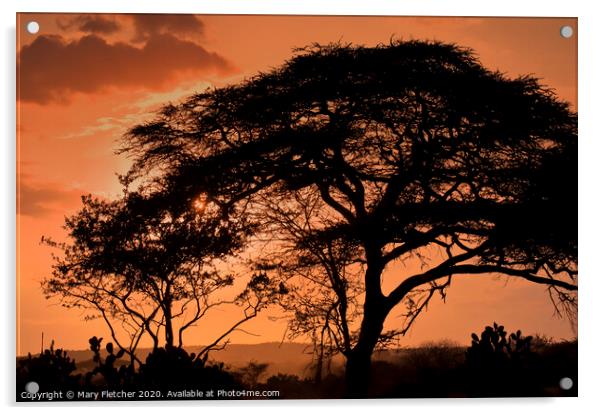 Acacia Tree at sunset Acrylic by Mary Fletcher
