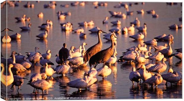 Cranes and Geese, Bosque del Apache, NM  Canvas Print by Steven Ralser