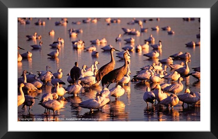 Cranes and Geese, Bosque del Apache, NM  Framed Mounted Print by Steven Ralser