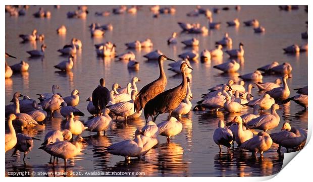 Cranes and Geese, Bosque del Apache, NM  Print by Steven Ralser