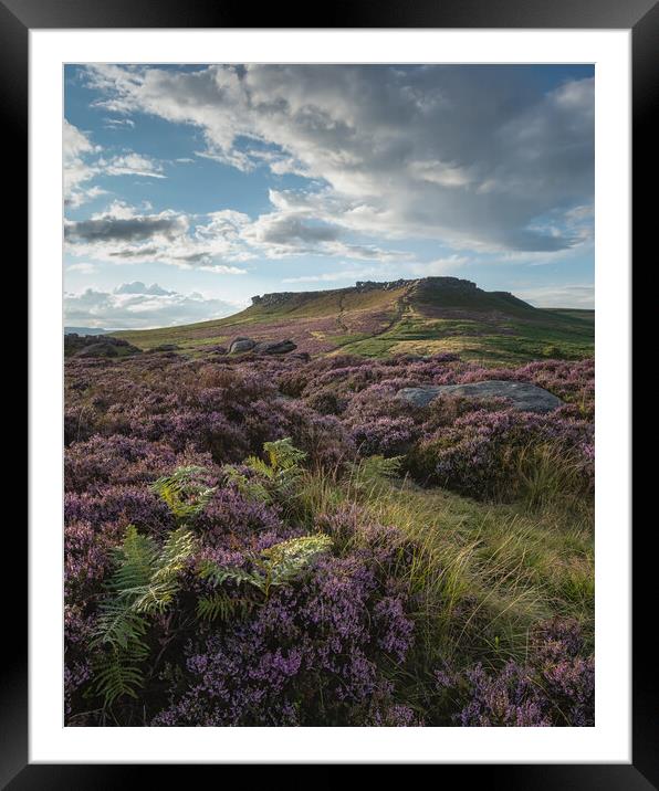 Higger Tor Heather Framed Mounted Print by Paul Andrews
