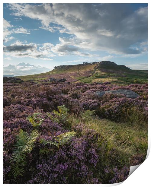 Higger Tor Heather Print by Paul Andrews