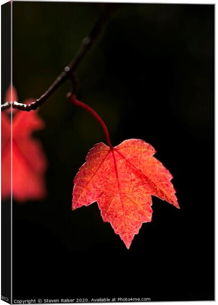 Maple Leaf, UW Arboretum, Madison, Wisconsin Canvas Print by Steven Ralser