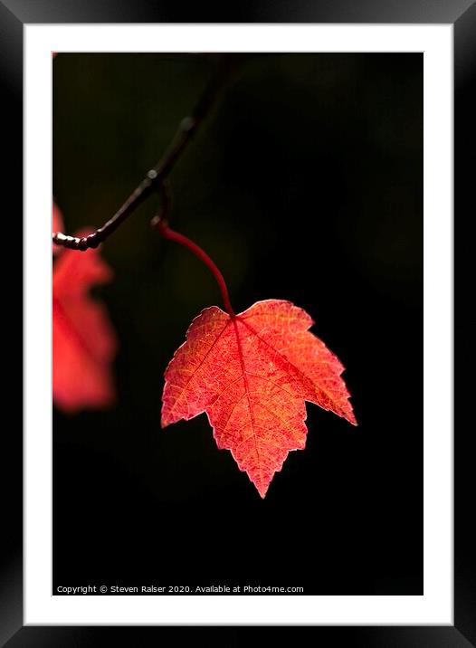 Maple Leaf, UW Arboretum, Madison, Wisconsin Framed Mounted Print by Steven Ralser