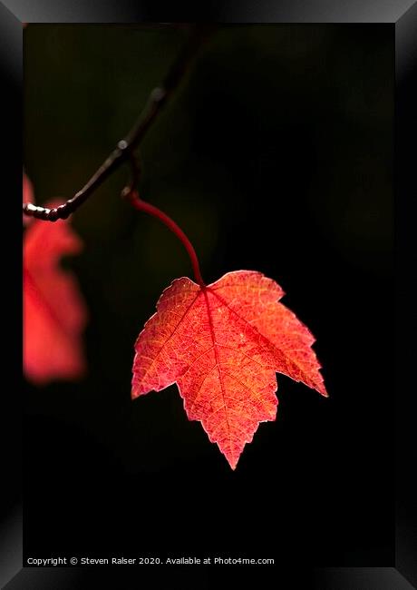 Maple Leaf, UW Arboretum, Madison, Wisconsin Framed Print by Steven Ralser