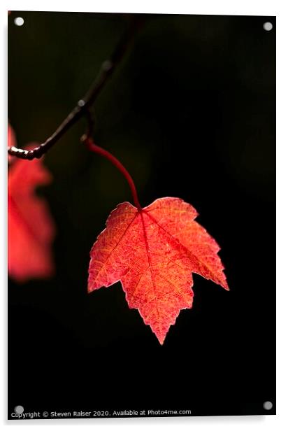 Maple Leaf, UW Arboretum, Madison, Wisconsin Acrylic by Steven Ralser