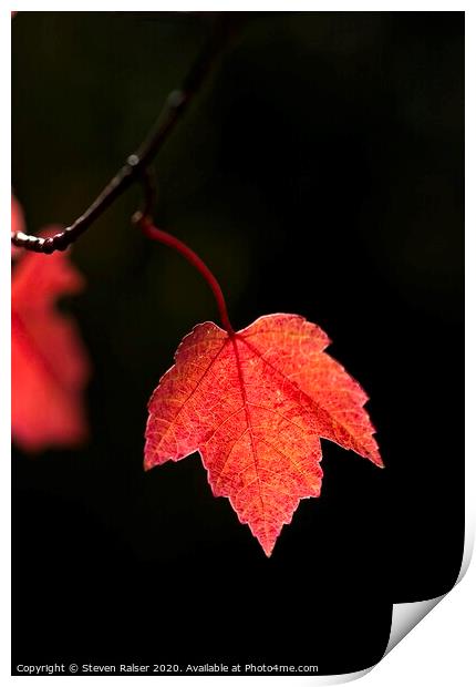 Maple Leaf, UW Arboretum, Madison, Wisconsin Print by Steven Ralser