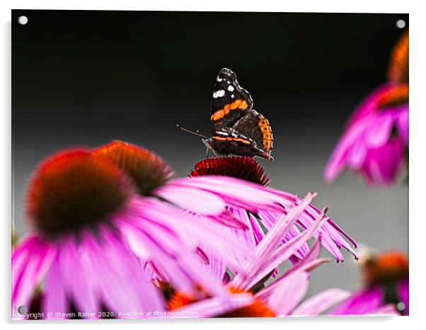 Red Admiral Butterfly on Echinacae Acrylic by Steven Ralser