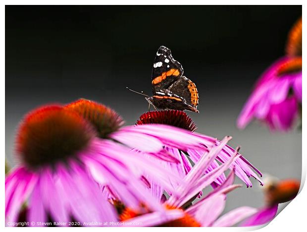 Red Admiral Butterfly on Echinacae Print by Steven Ralser