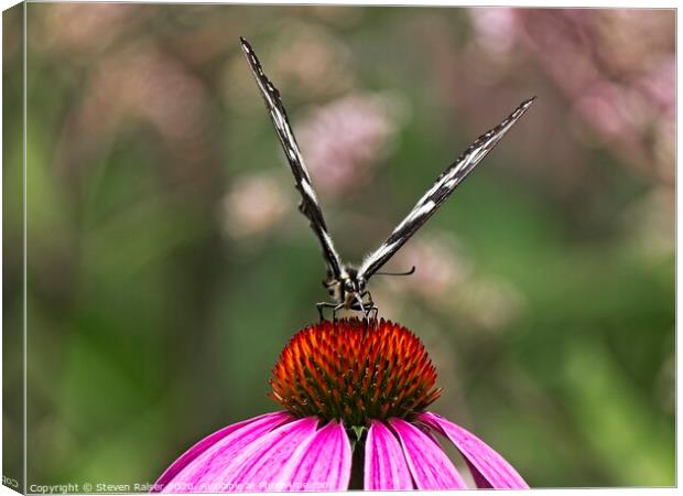 Spicebush Swallowtail Butterfly 2 on Echinacae Canvas Print by Steven Ralser
