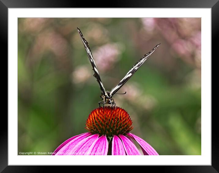 Spicebush Swallowtail Butterfly 2 on Echinacae Framed Mounted Print by Steven Ralser