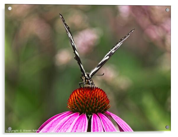 Spicebush Swallowtail Butterfly 2 on Echinacae Acrylic by Steven Ralser