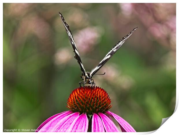 Spicebush Swallowtail Butterfly 2 on Echinacae Print by Steven Ralser