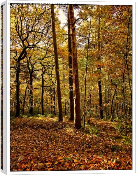 Autumn woodland Canvas Print by tom downing