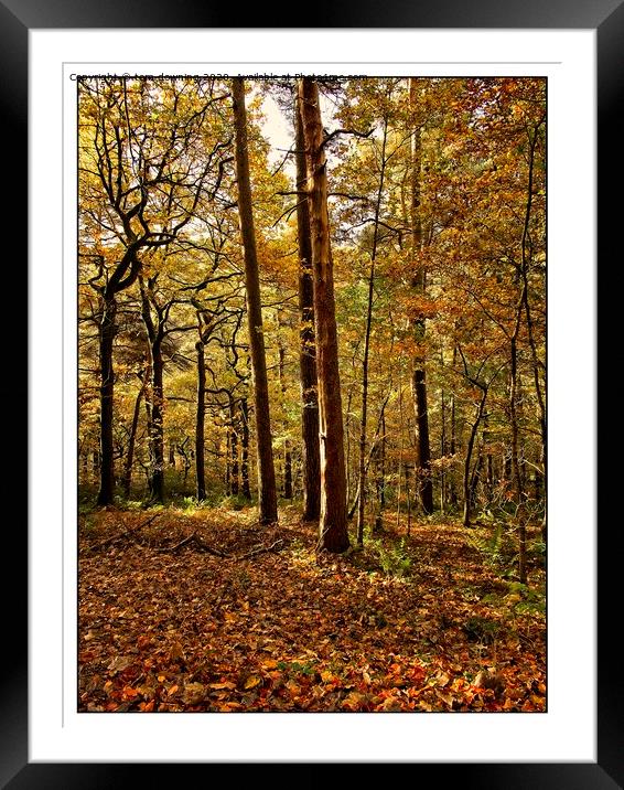 Autumn woodland Framed Mounted Print by tom downing