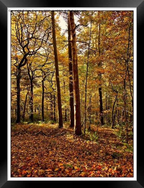 Autumn woodland Framed Print by tom downing
