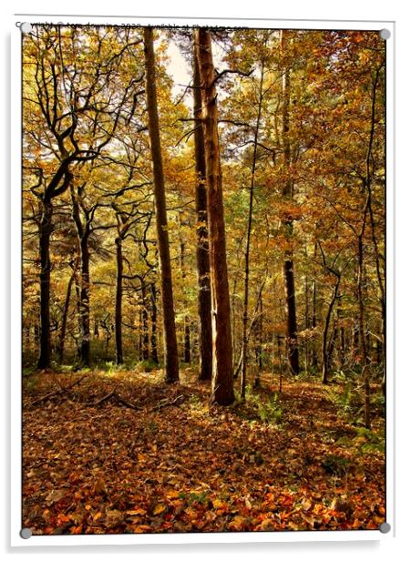 Autumn woodland Acrylic by tom downing