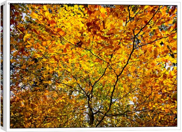 Colourful autumn leaves Canvas Print by tom downing