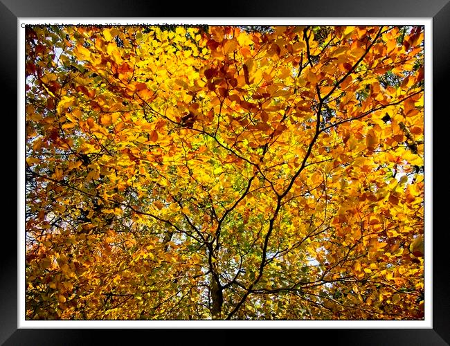 Colourful autumn leaves Framed Print by tom downing