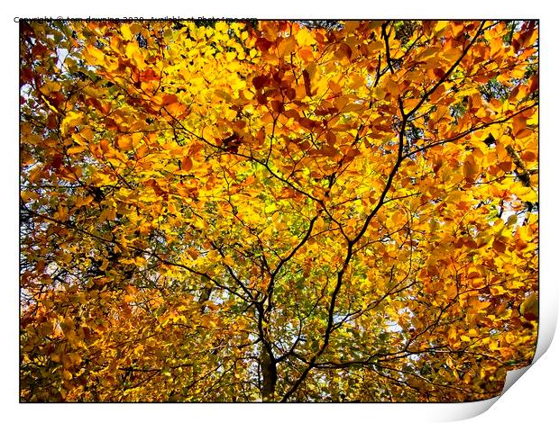 Colourful autumn leaves Print by tom downing