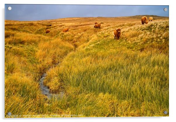 Moorland Cattle Acrylic by Martyn Arnold