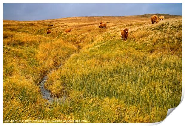 Moorland Cattle Print by Martyn Arnold