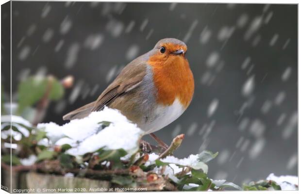 Robin Redbreast in the snow Canvas Print by Simon Marlow