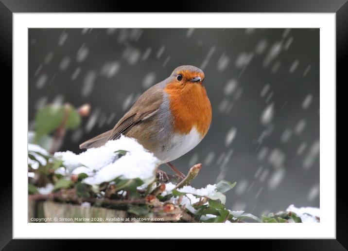 Robin Redbreast in the snow Framed Mounted Print by Simon Marlow