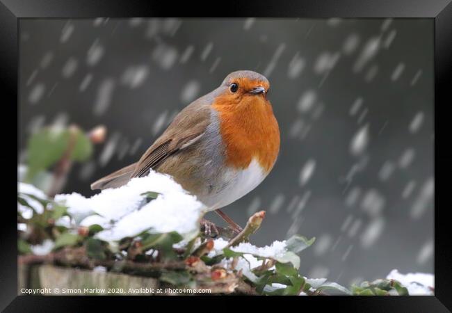 Robin Redbreast in the snow Framed Print by Simon Marlow