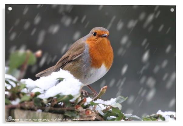 Robin Redbreast in the snow Acrylic by Simon Marlow
