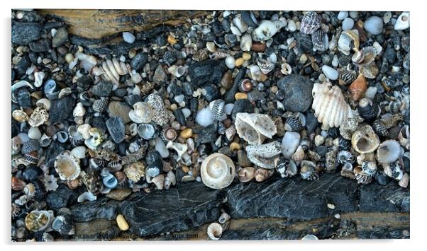 Shells - NSW - Australia 2 Acrylic by Steven Ralser