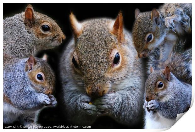 Composition of Grey Squirrels Print by Simon Marlow