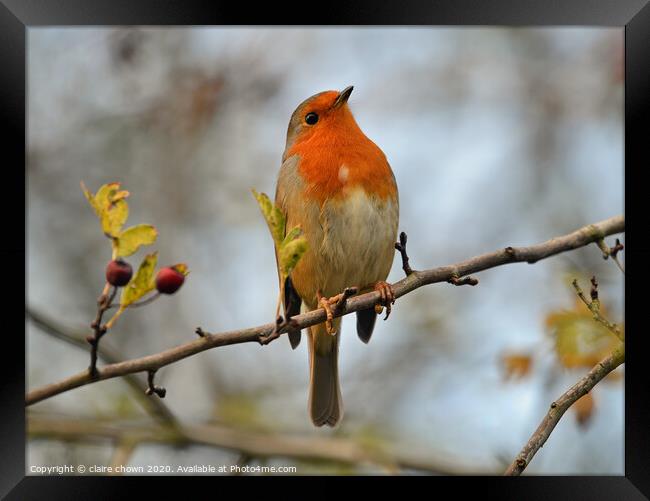 Robin in late autumn afternoon. Framed Print by claire chown